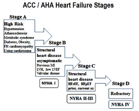 ACCahaHFstages.jpg